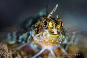 Mediterranean Triplefin goby by Marco Gargiulo 